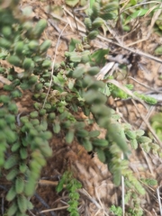 Crassula muscosa muscosa