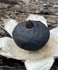 Geastrum pectinatum