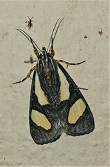 Agoma trimenii