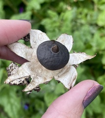 Geastrum pectinatum