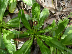 Solenogyne dominii