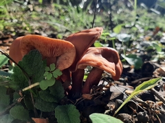 Lactarius rufulus