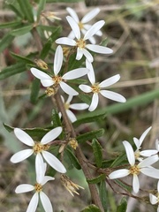 Olearia erubescens