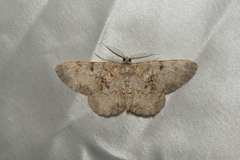 Hypomecis percnioides