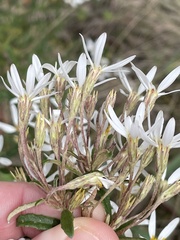 Olearia erubescens