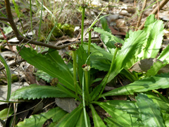 Solenogyne dominii