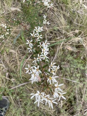 Olearia erubescens