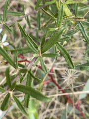 Olearia erubescens