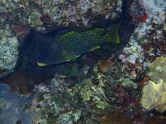 Plectorhinchus gaterinus