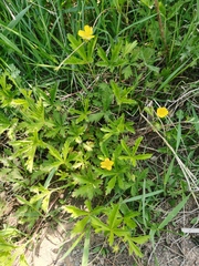 Potentilla flagellaris