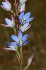 Thelymitra media