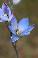 Thelymitra media