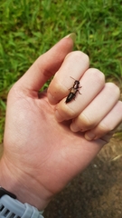 Antimerus punctipennis