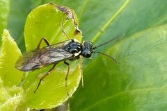 Aglaostigma aucupariae