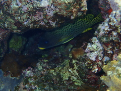 Plectorhinchus gaterinus