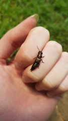 Antimerus punctipennis
