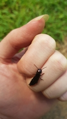 Antimerus punctipennis