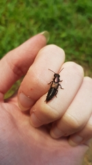Antimerus punctipennis