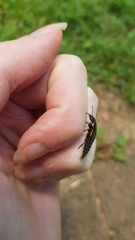 Antimerus punctipennis