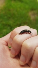 Antimerus punctipennis