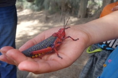 Phymateus morbillosus