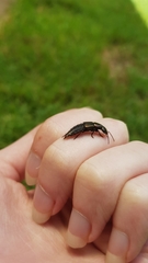 Antimerus punctipennis