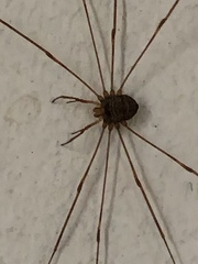 Dicranopalpus ramosus