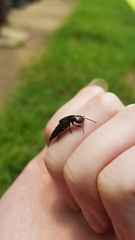 Antimerus punctipennis