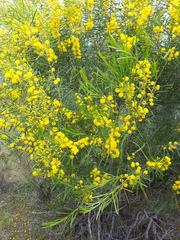 Acacia euthycarpa