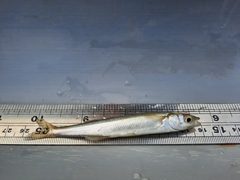 Basilichthys microlepidotus