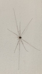 Dicranopalpus ramosus