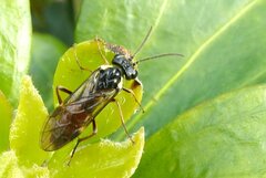 Aglaostigma aucupariae