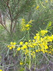 Acacia euthycarpa