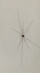 Dicranopalpus ramosus