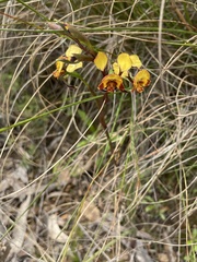 Diuris semilunulata