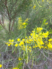 Acacia euthycarpa