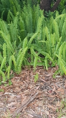 Alectura lathami lathami