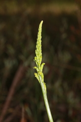 Microtis parviflora