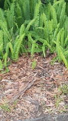 Alectura lathami lathami