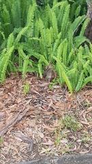 Alectura lathami lathami