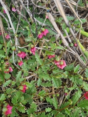 Hermannia coccocarpa