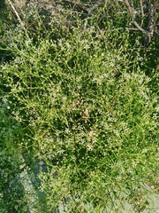 Saposhnikovia divaricata