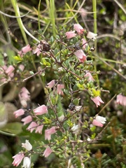 Cryptandra amara