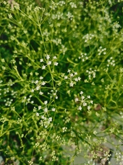 Saposhnikovia divaricata