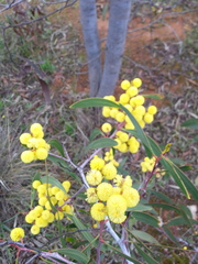 Acacia argyrophylla