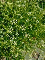 Saposhnikovia divaricata