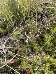 Cryptandra amara