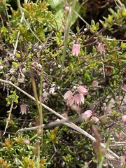 Cryptandra amara