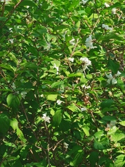 Deutzia