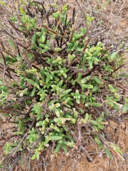 Trichodiadema setuliferum